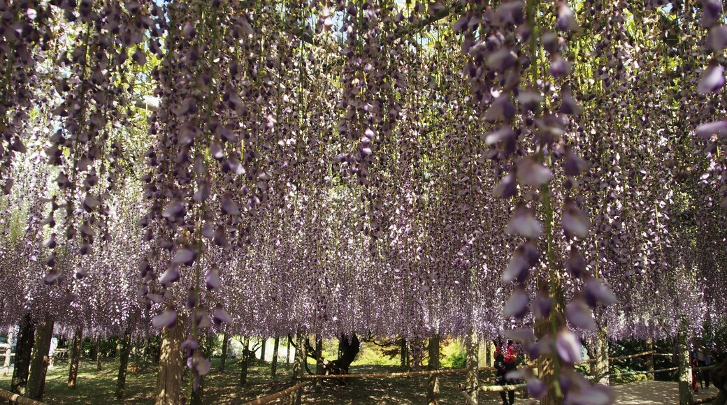 Kawachi Wisteria Garden is absolutely stunning!
Ensure to check the blooming period before heading there as the Wisterias only bloom on a certain week usually in early May.
#LifeAtExpedia