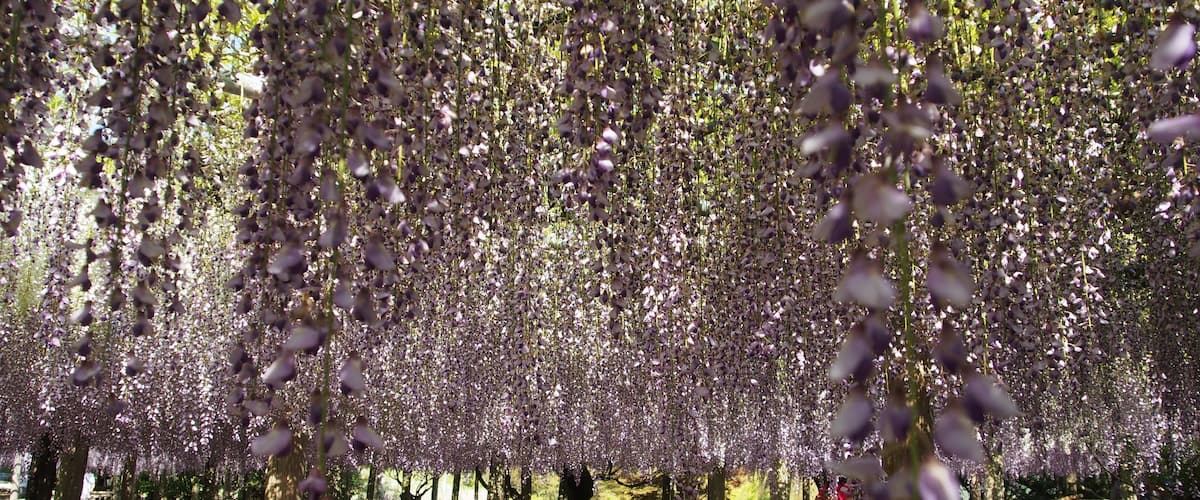 Kawachi Wisteria Garden is absolutely stunning! 
Ensure to check the blooming period before heading there as the Wisterias only bloom on a certain week usually in early May. 
#LifeAtExpedia