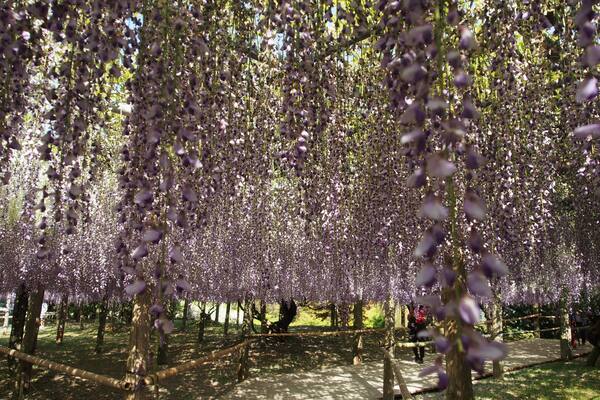 Kawachi Wisteria Garden is absolutely stunning!
Ensure to check the blooming period before heading there as the Wisterias only bloom on a certain week usually in early May.
#LifeAtExpedia