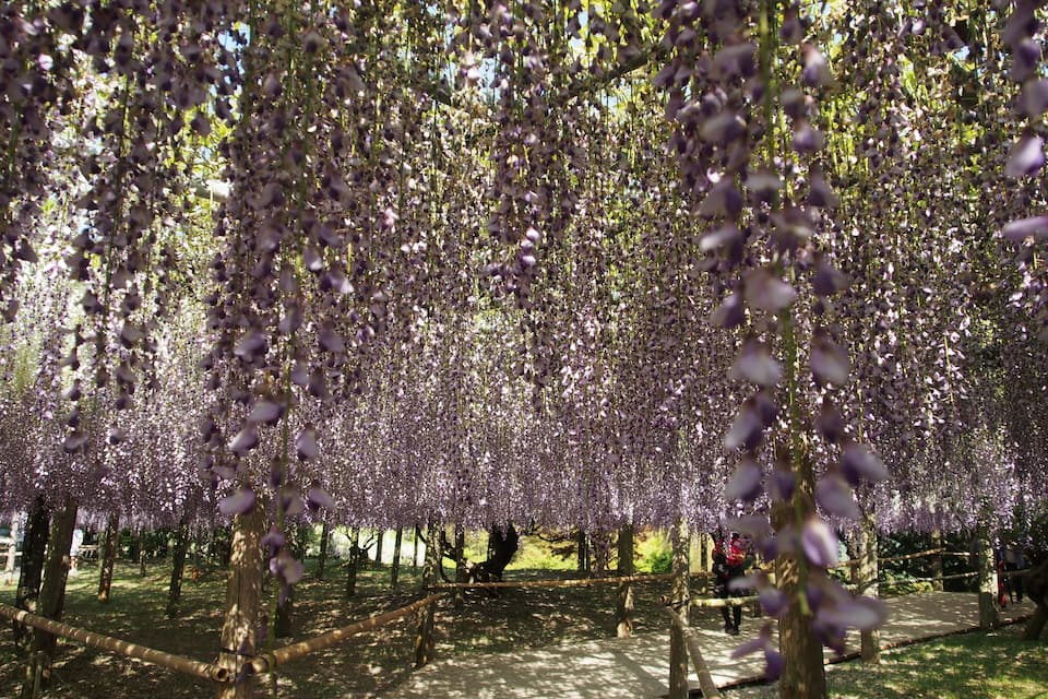 Un parque con árboles de cerezo en plena floración.