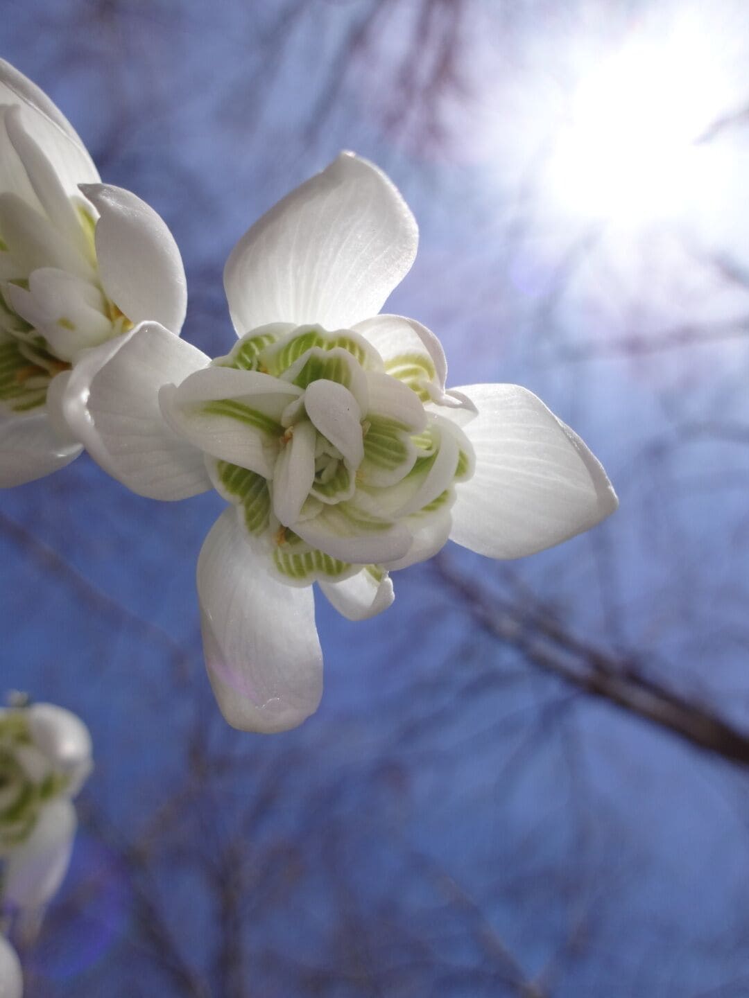 An ant's eye view of the subtle chartreuse markings found on the inner tepals of the otherwise pure white bloom. 

A harbinger of spring, the common snowdrop (Galanthus nivalis) named as such by the father of binomial nomenclature, Carl Linnaeus, because of either the color/shape of its blossoms or because of the earliness of its bloom time. 

#NationalPark