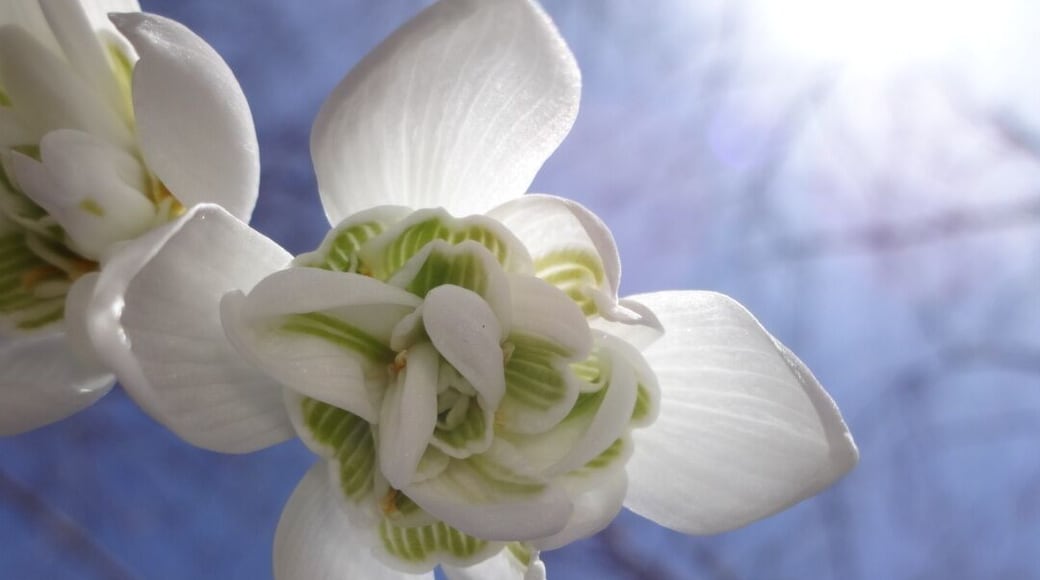 An ant's eye view of the subtle chartreuse markings found on the inner tepals of the otherwise pure white bloom.
A harbinger of spring, the common snowdrop (Galanthus nivalis) named as such by the father of binomial nomenclature, Carl Linnaeus, because of either the color/shape of its blossoms or because of the earliness of its bloom time.
#NationalPark