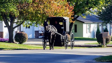 Amish Buggy Moving Along a Town Street, Sugarcreek, Ohio