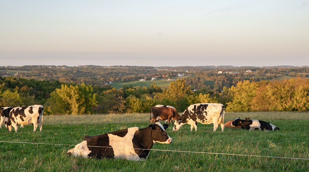 Holstein cows in a pasture with vast farmland countryside in the background as far as the eye can see in Amish country, Ohio, USA