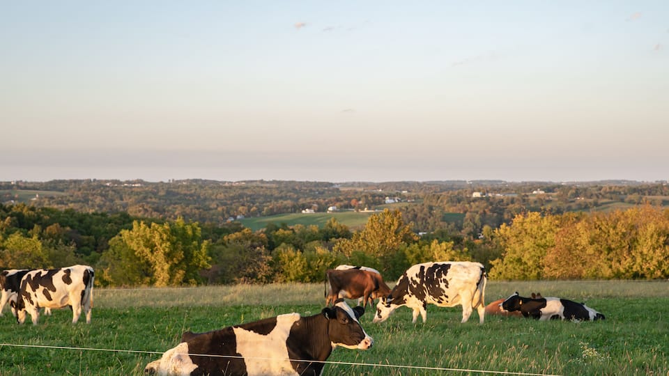Holstein cows in a pasture with vast farmland countryside in the background as far as the eye can see in Amish country, Ohio, USA