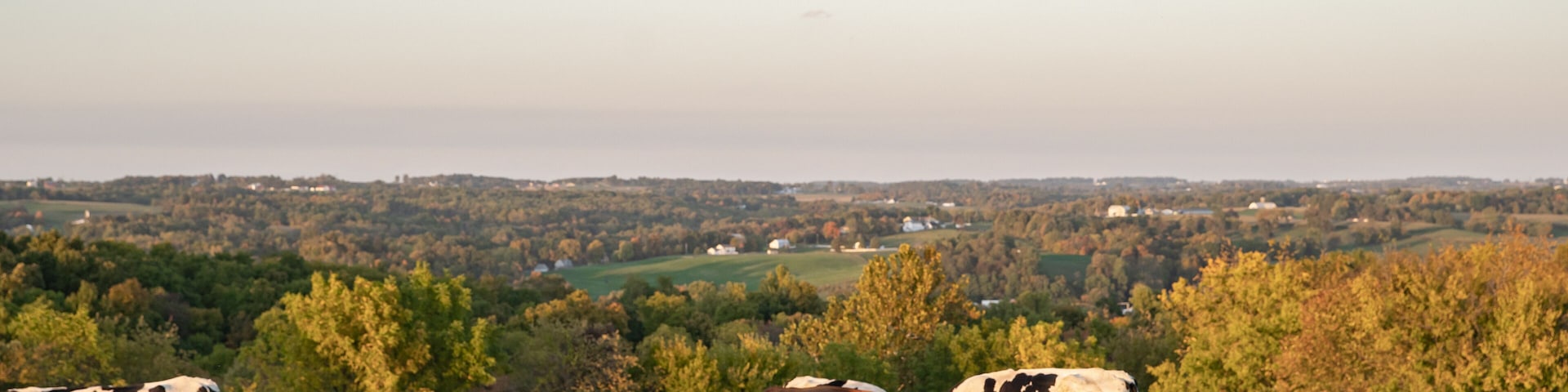 Holstein cows in a pasture with vast farmland countryside in the background as far as the eye can see in Amish country, Ohio, USA