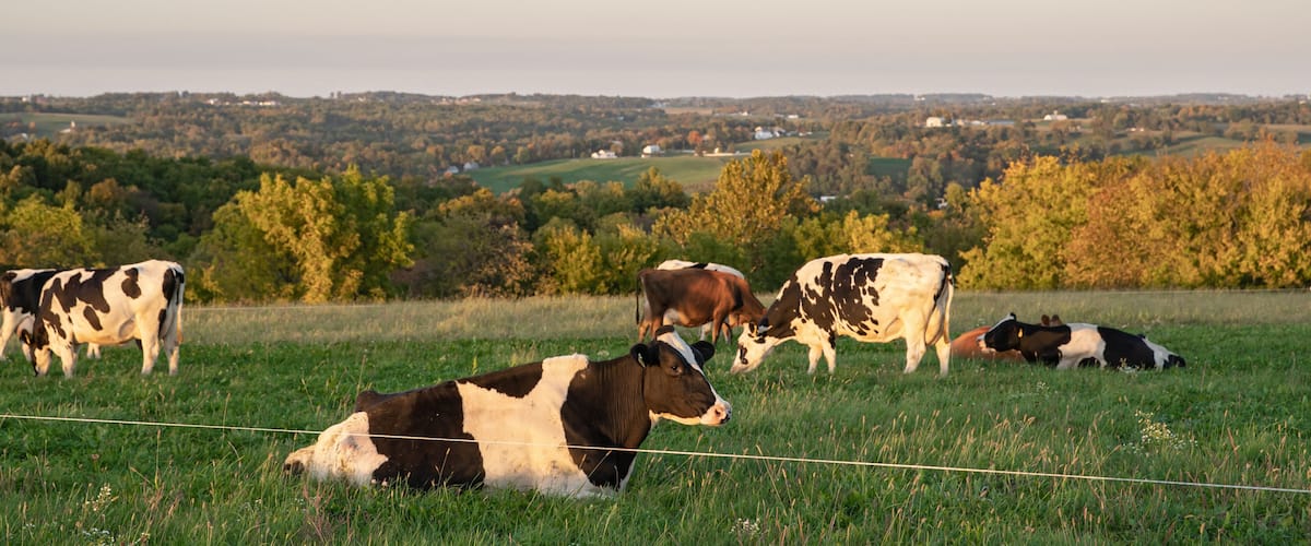 Holstein cows in a pasture with vast farmland countryside in the background as far as the eye can see in Amish country, Ohio, USA