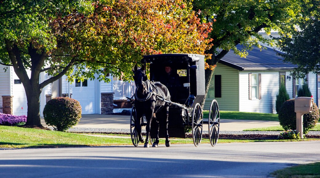 Amish Buggy Moving Along a Town Street, Sugarcreek, Ohio