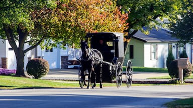 Amish Buggy Moving Along a Town Street, Sugarcreek, Ohio