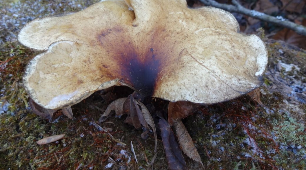 A mushroom pushing its way out of a decaying log amongst the frost tipped moss at Caesar Creek Gorge State Nature Preserve.