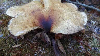 A mushroom pushing its way out of a decaying log amongst the frost tipped moss at Caesar Creek Gorge State Nature Preserve.
