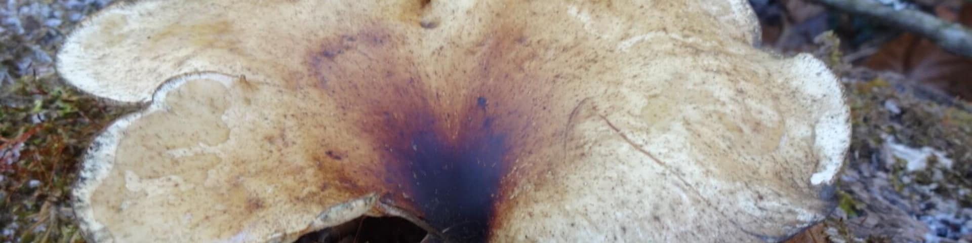 A mushroom pushing its way out of a decaying log amongst the frost tipped moss at Caesar Creek Gorge State Nature Preserve.