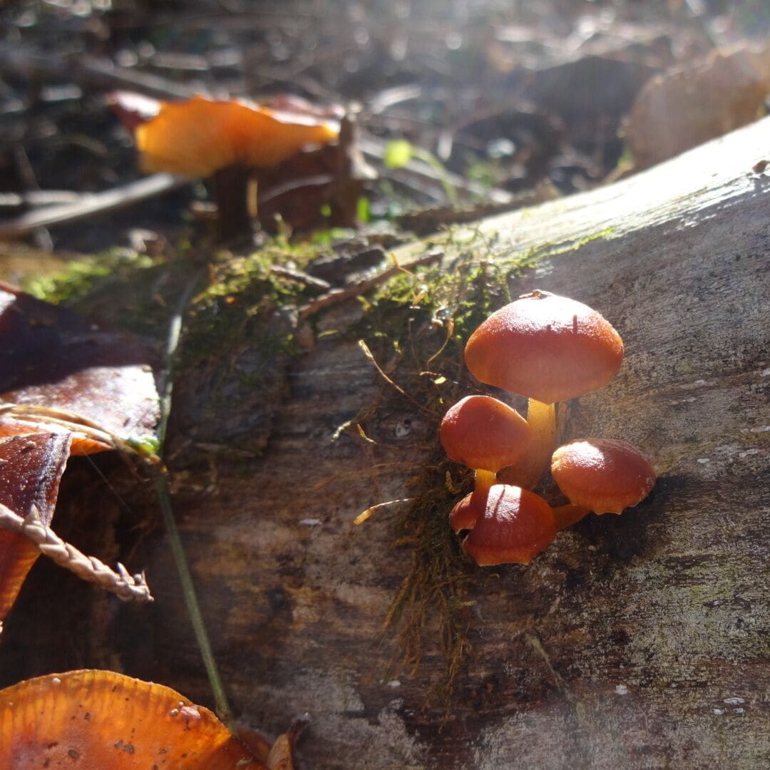 Brightly colored orange toadstools highlighted by filtered sun rays were an unexpected and welcome find while hiking on the frigid final day of 2014.