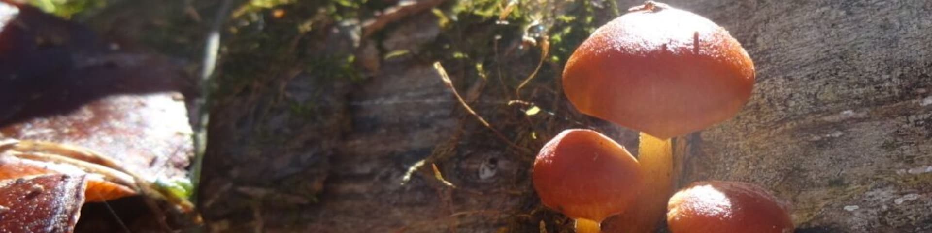 Un grupo de hongos naranjas creciendo sobre un tronco rodeado de hojas secas y musgo.