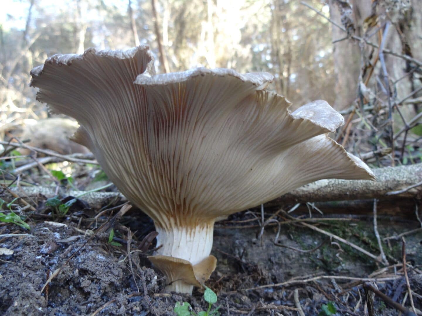 This specimen was encased entirely in a glossy layer of ice, the 4 degree windchill perfectly preserving its underside of glorious gills.