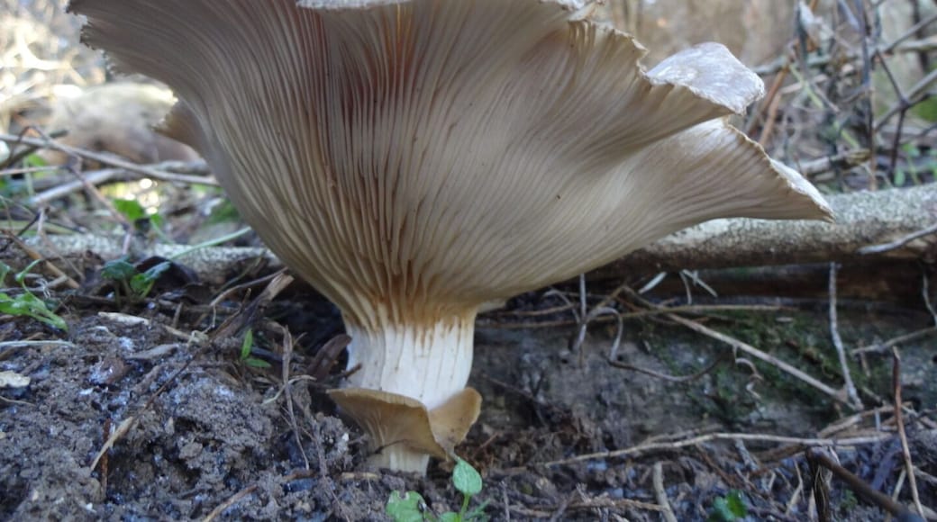 This specimen was encased entirely in a glossy layer of ice, the 4 degree windchill perfectly preserving its underside of glorious gills.