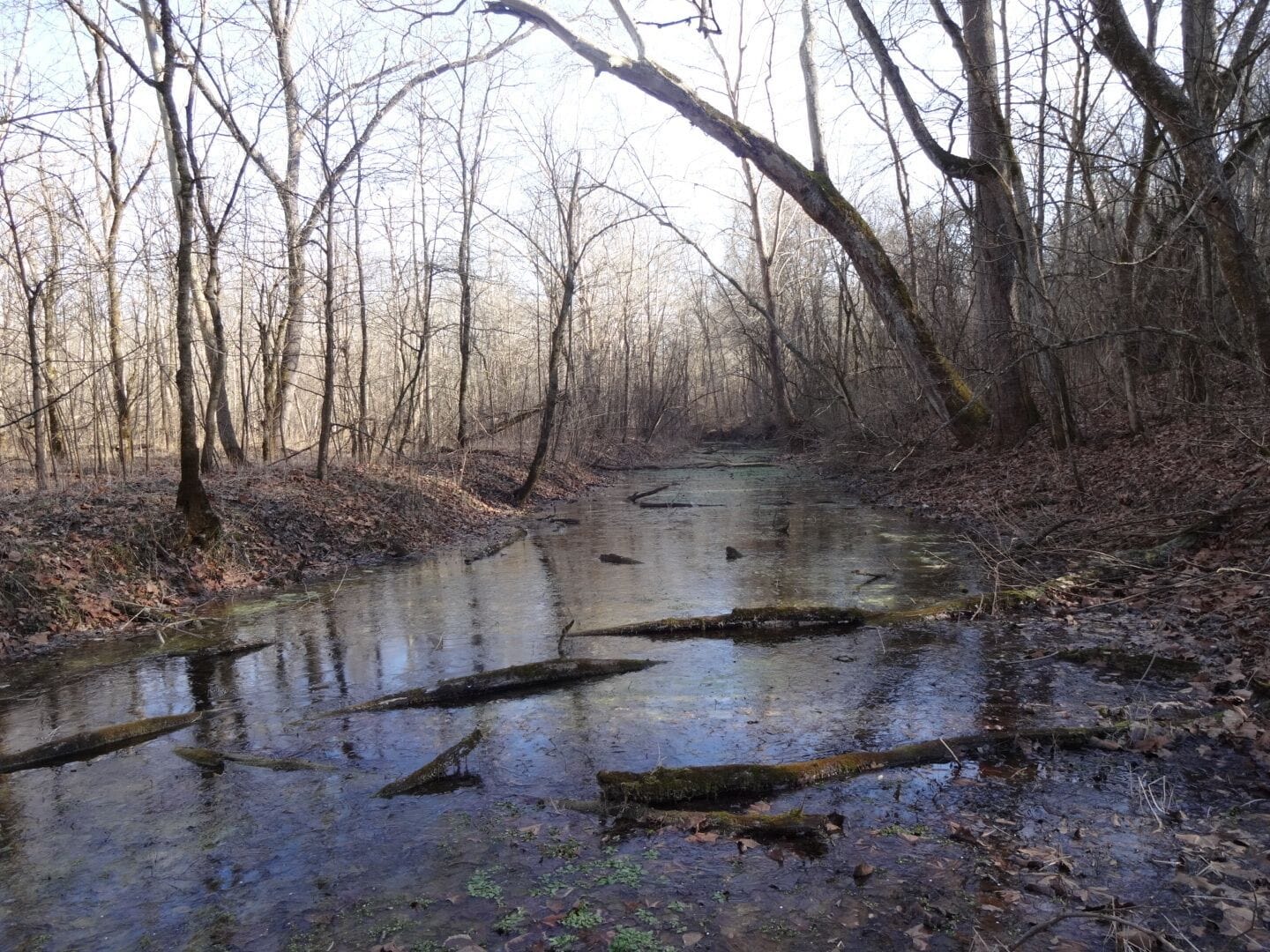 A shot of the still, swampy water of a tributary to Caesar Creek just before it joins up with the Little Miami River.