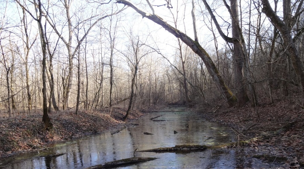 A shot of the still, swampy water of a tributary to Caesar Creek just before it joins up with the Little Miami River.