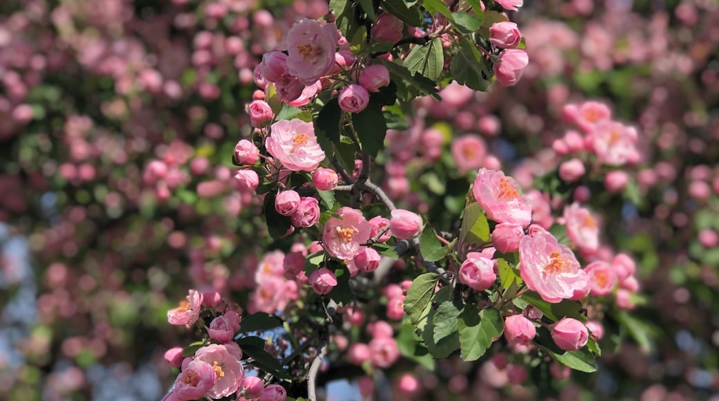 The town I live in is nicknamed the City of Blossoms. Blossoming trees are one of my favorite things in life, and one week out of the whole year, all the trees in town are at full bloom and you just know summer is almost here.