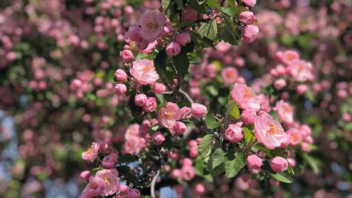 The town I live in is nicknamed the City of Blossoms. Blossoming trees are one of my favorite things in life, and one week out of the whole year, all the trees in town are at full bloom and you just know summer is almost here.