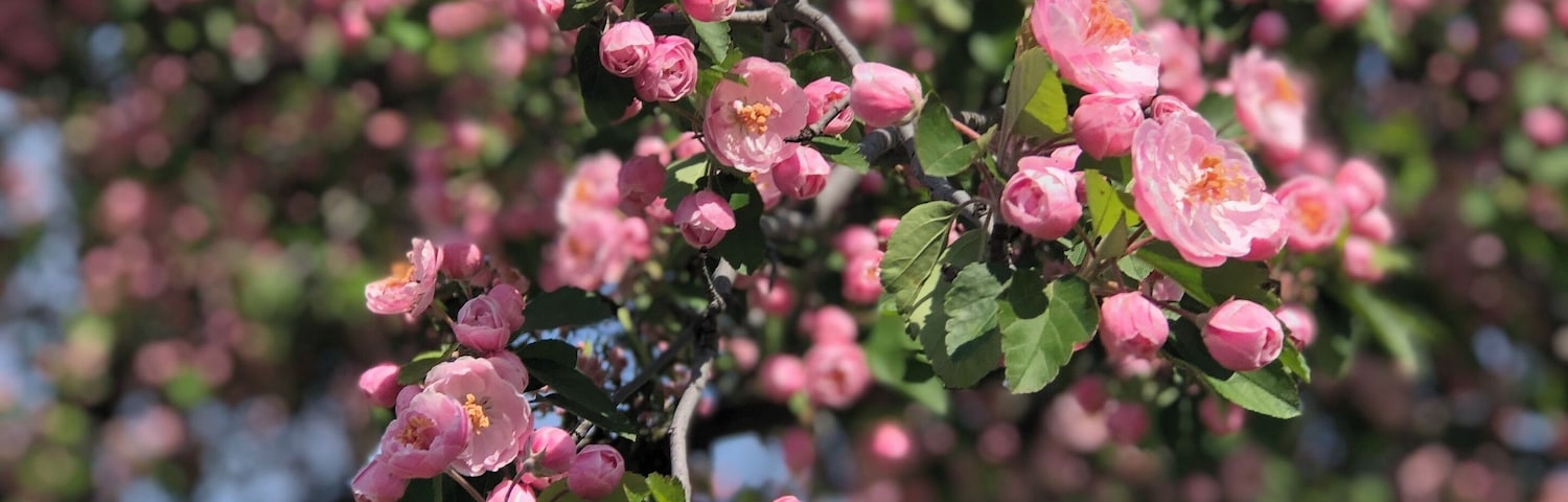 The town I live in is nicknamed the City of Blossoms. Blossoming trees are one of my favorite things in life, and one week out of the whole year, all the trees in town are at full bloom and you just know summer is almost here.