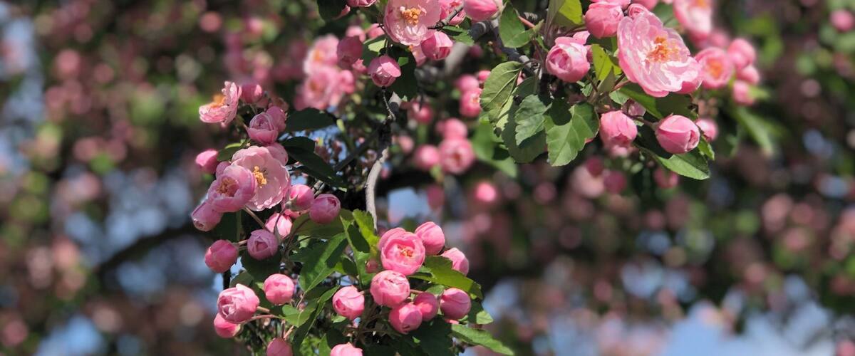 A tree with pink blossoms and green leaves.