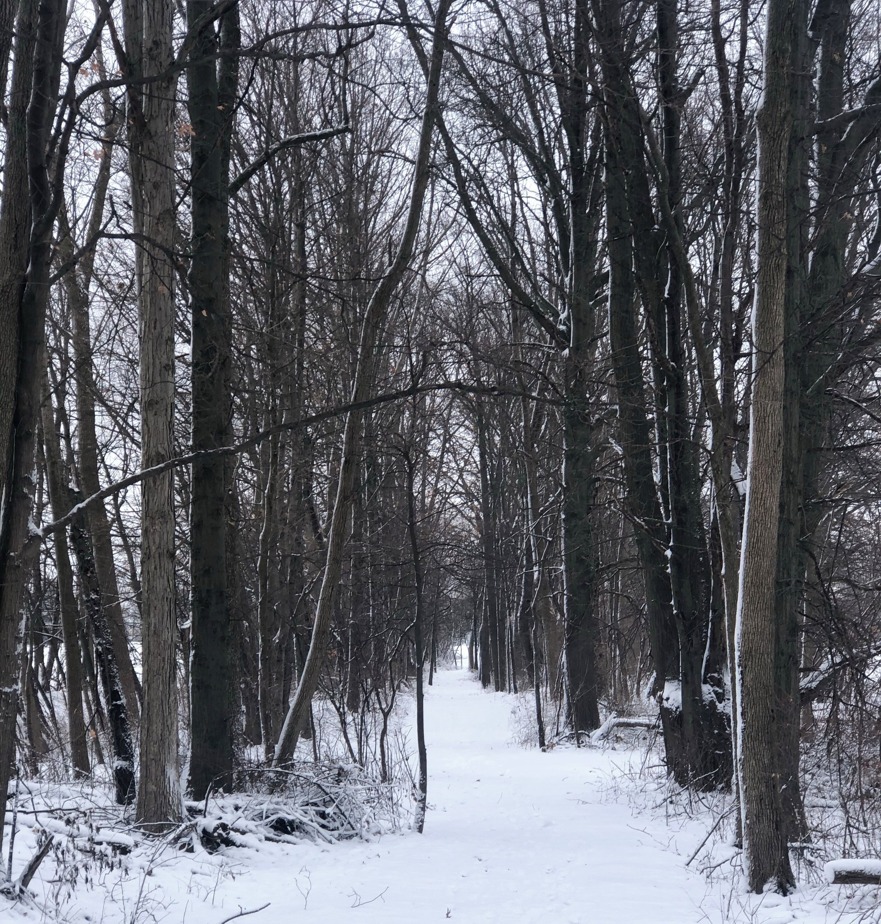 Winter woodland