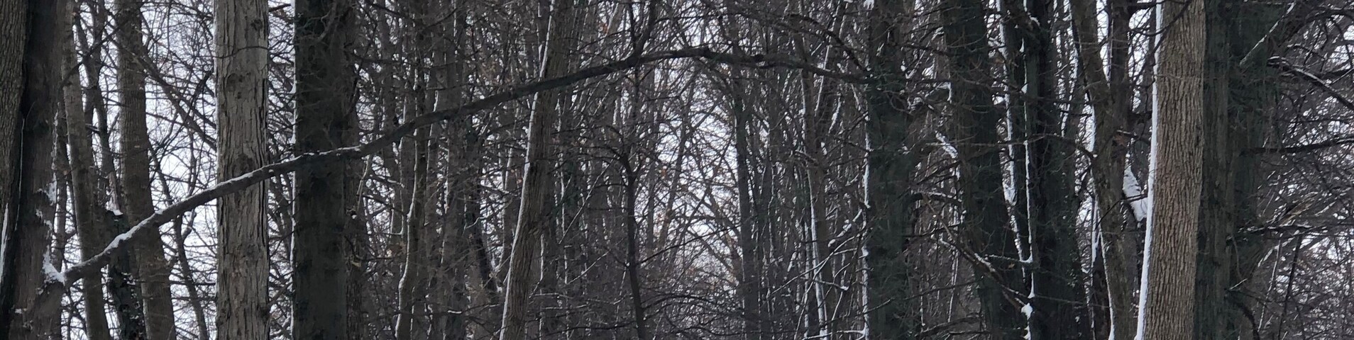 Un sendero cubierto de nieve en un bosque con árboles altos.