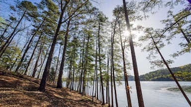 Une forêt d’arbres imposants, où la lumière du soleil filtre à travers la canopée et se reflète sur un lac paisible.