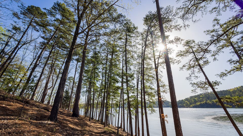 A forest of tall trees with sunlight filtering through the canopy over a calm lake.