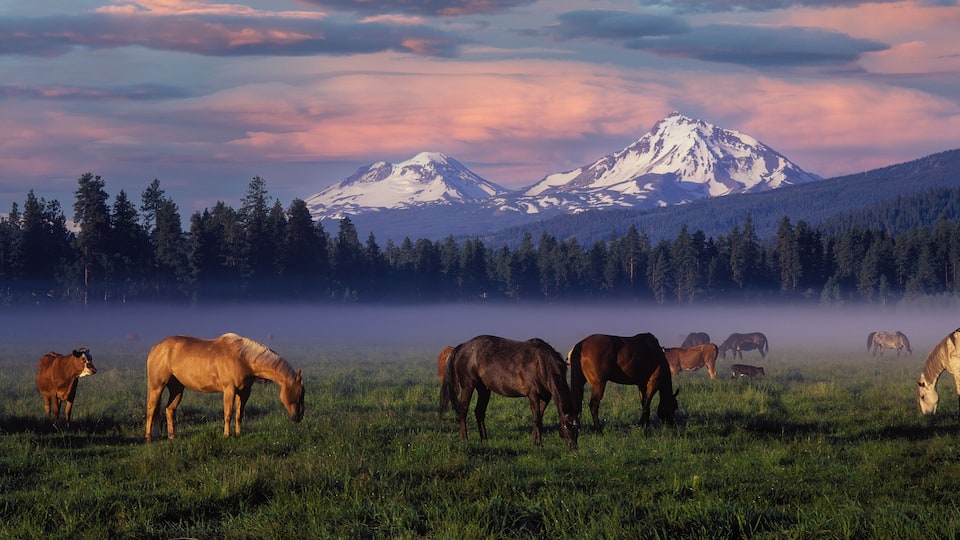 A field of horses grazing with a mountain range in the background.