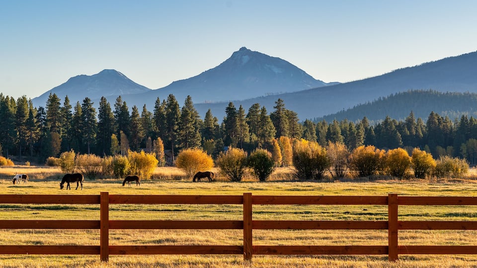 A fenced pasture with grazing horses, a mountain range, and a forest of autumn-colored trees.