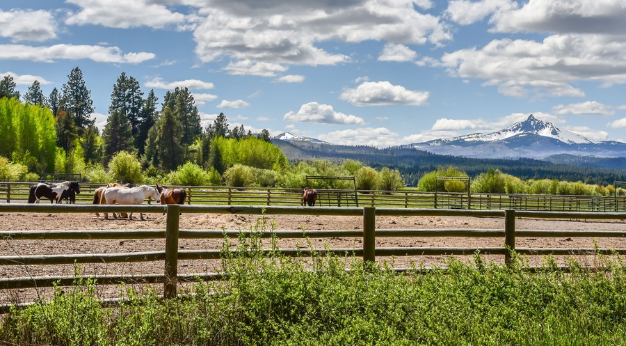 Horses in the corral on Black Butte Ranch in Central Oregon.; Shutterstock ID 534674119