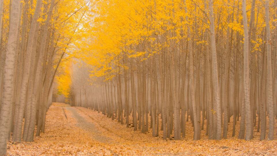 A road driving through a magical poplar tree forest in autumn