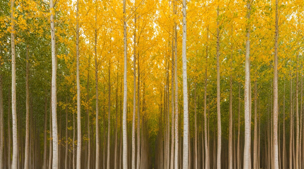 ๋ณด๋๋งจ