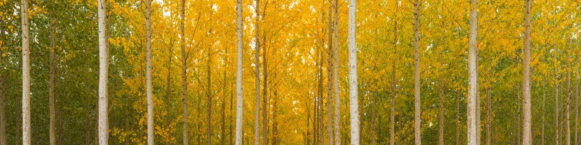 Tree farm at fall