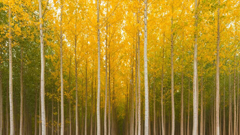 Tree farm at fall