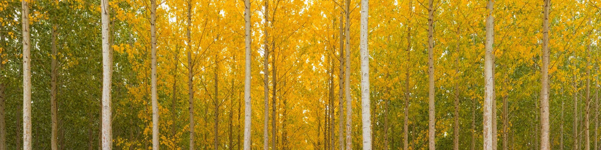 A forest of birch trees with yellow leaves.