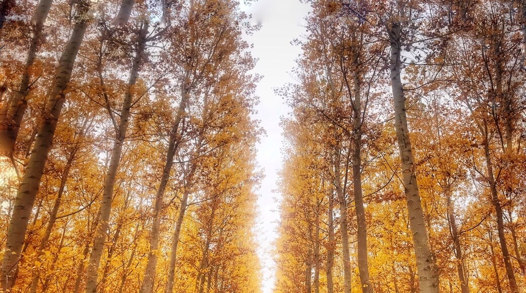 Fall in Oregon, 2 hours drive from Portland Oregon, this place is Amazing.
#GreatOutdoors