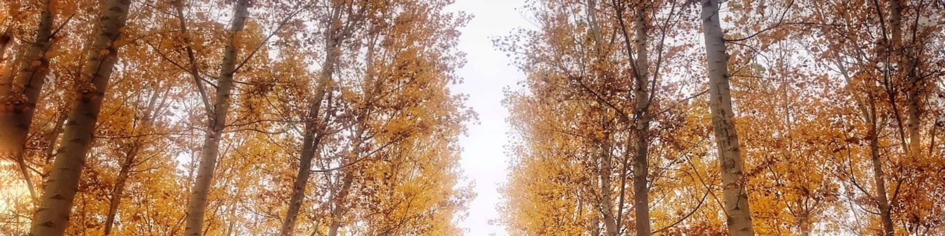 Fall in Oregon, 2 hours drive from Portland Oregon, this place is Amazing.
#GreatOutdoors