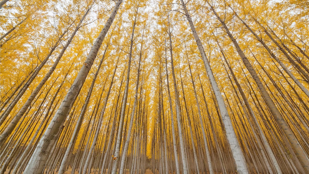 A forest of birch trees with yellow leaves.