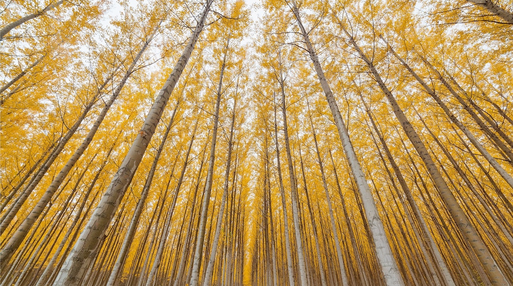 A forest of birch trees with yellow leaves.