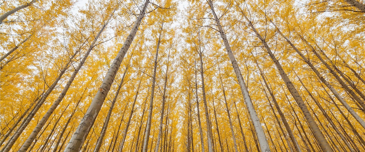 A forest of birch trees with yellow leaves.