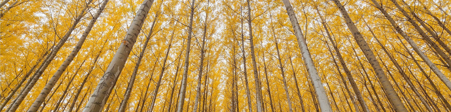 A forest of birch trees with yellow leaves.