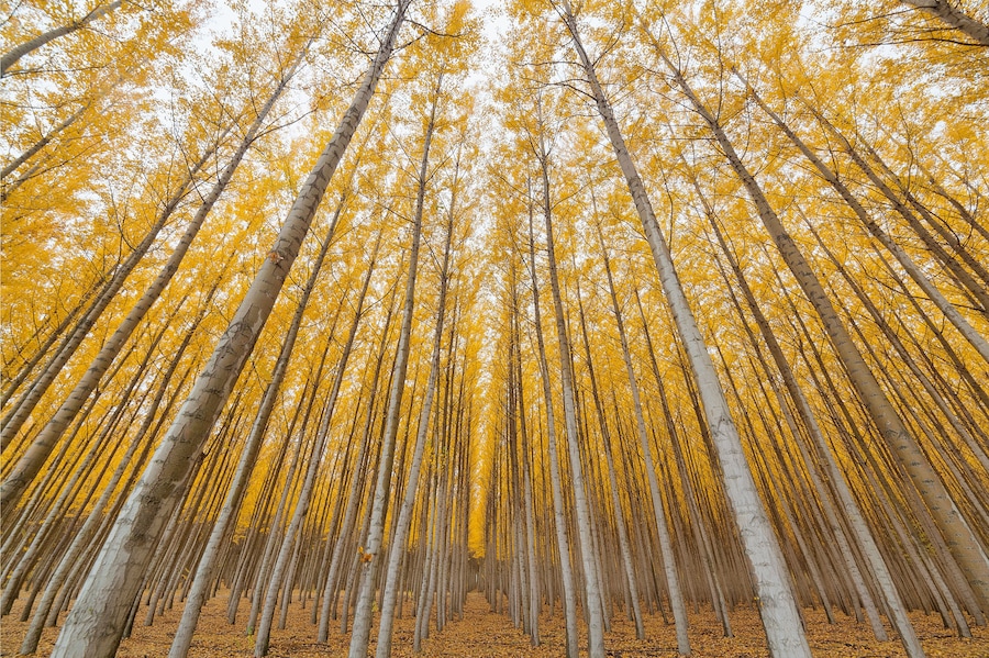 A forest of birch trees with yellow leaves.