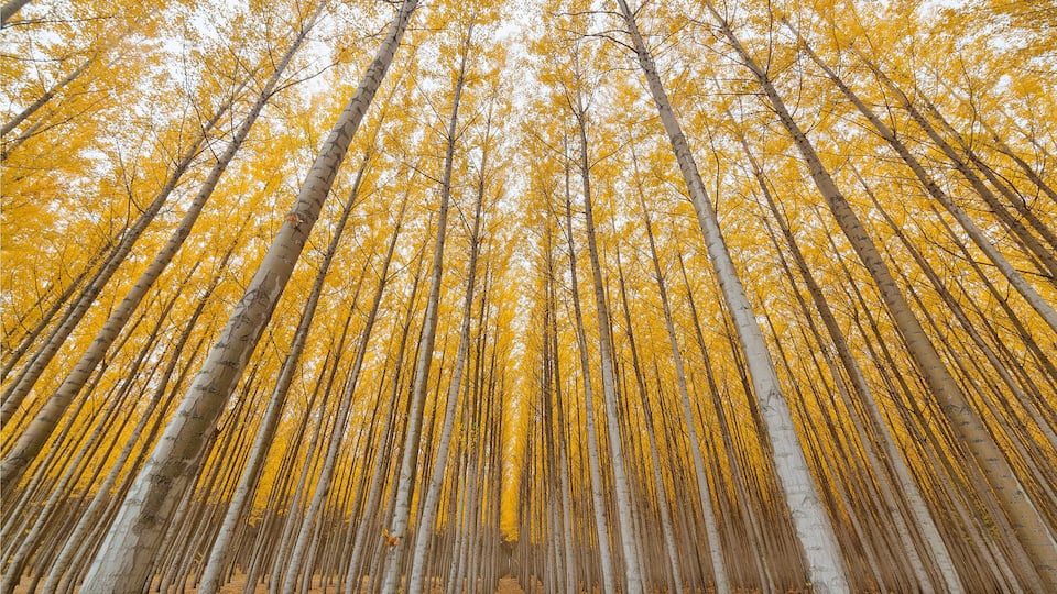 A forest of birch trees with yellow leaves.