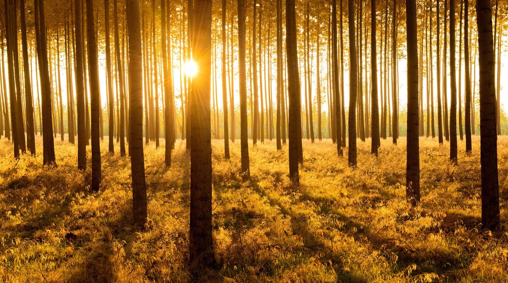 ๋ณด๋๋งจ