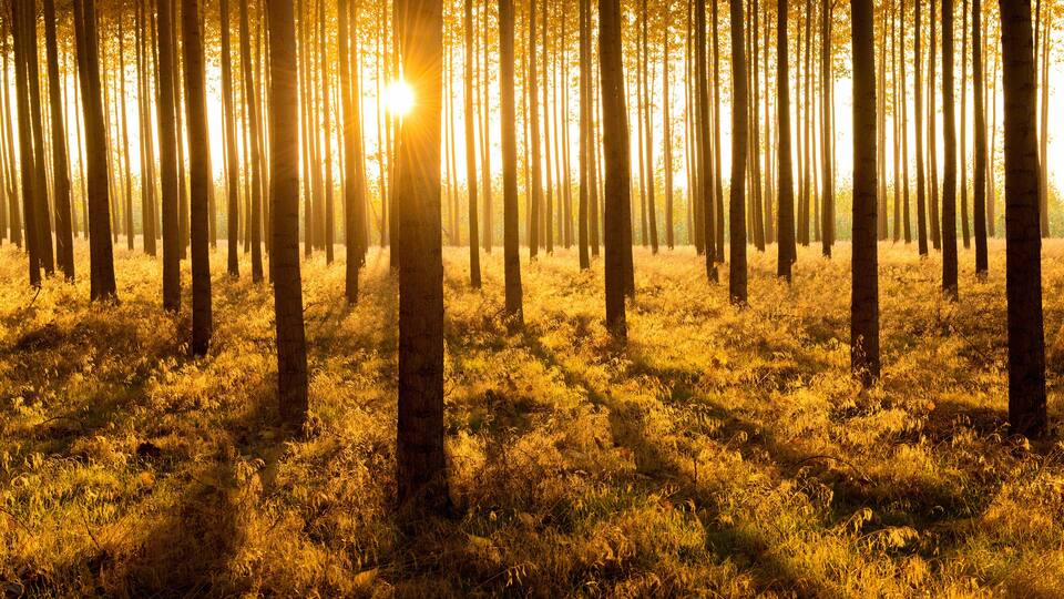 Poplar tree grove with evening light at sunset