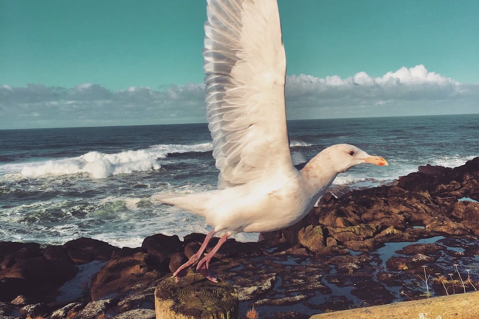 Una gaviota posada en un poste de madera junto al océano.
