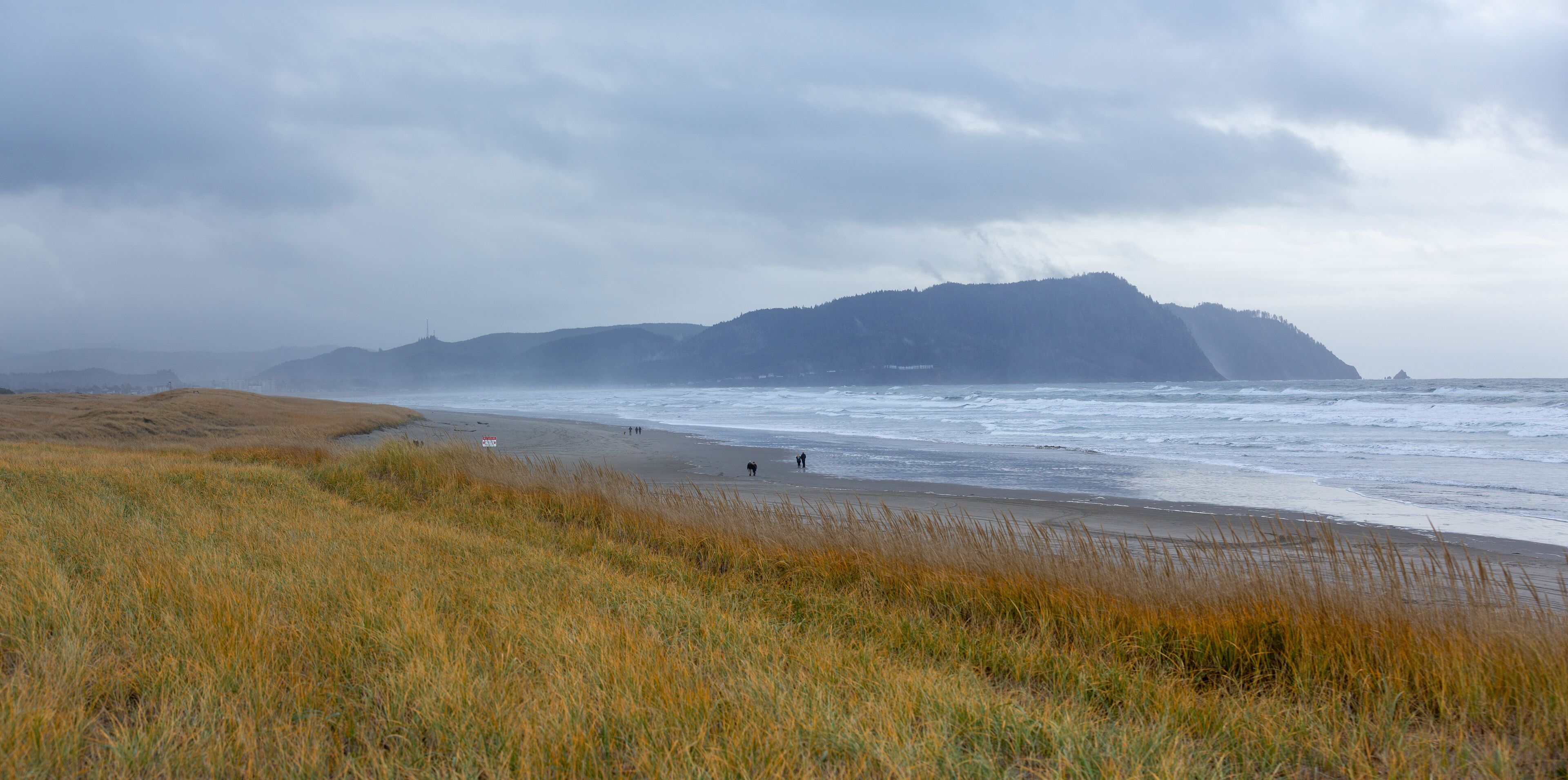 Gearhardt, Oregon, USA - 11/07/2022:  Roosevelt Elk herd residing along the Oregon coast in Gearhart Beach, Oregon.